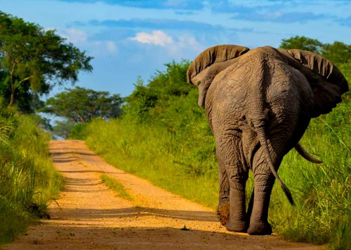 game-drive-in-queen-elizabeth-national-park