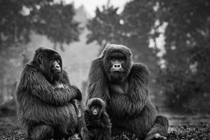 gorilla-and-golden-monkey-trekking-embark-on-a-dual-adventure