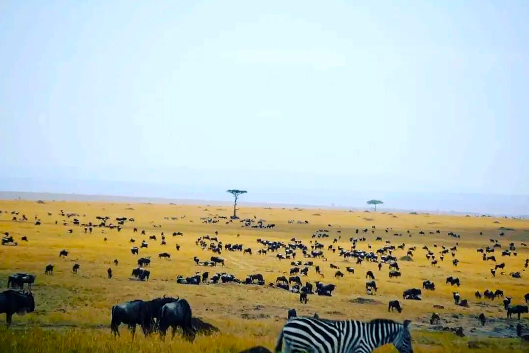 Masai Mara National Reserve