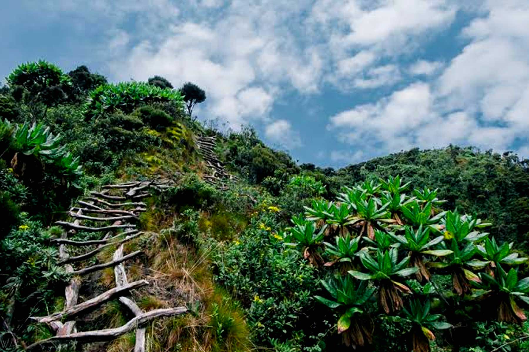 Mount Muhabura Hiking Adventure Experience