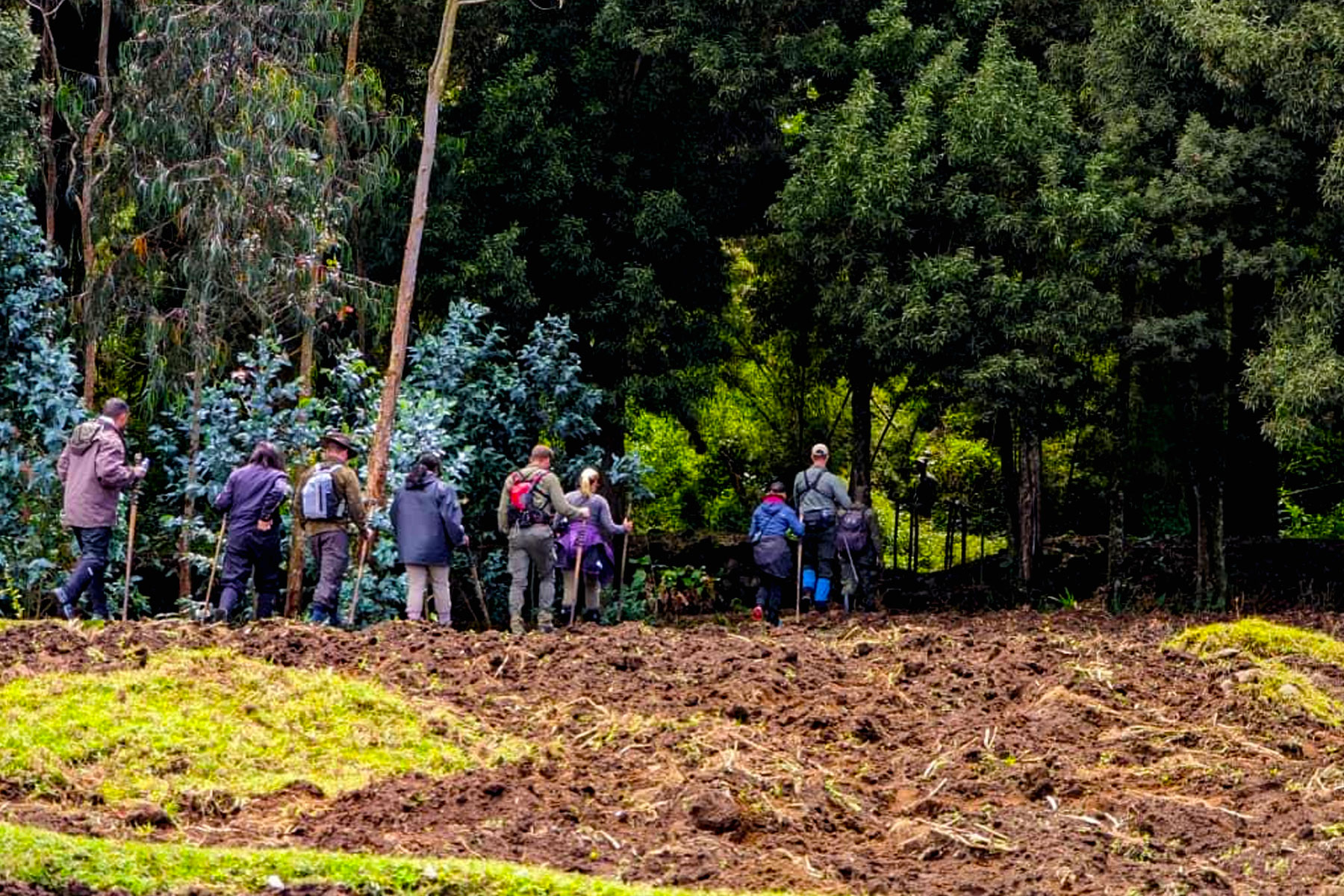 rwanda-gorilla-trekking-budget-safaris