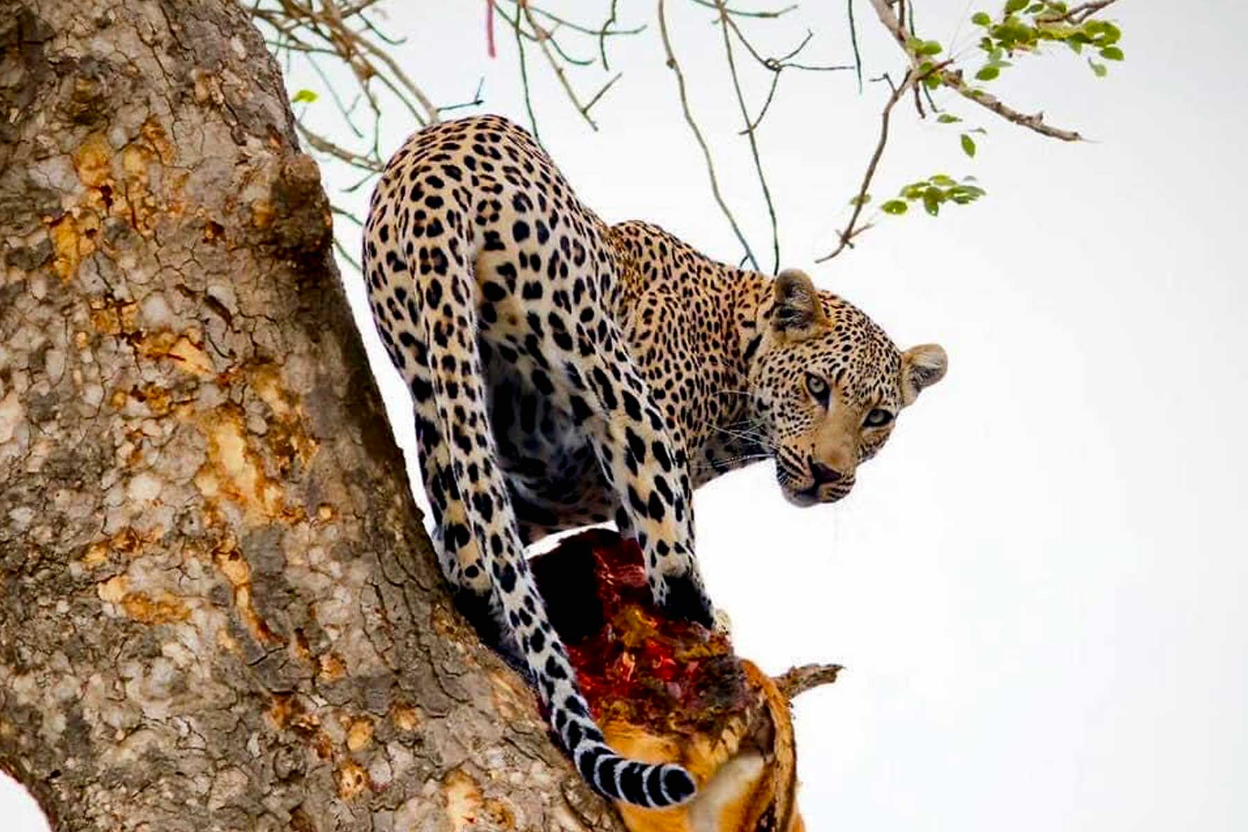 safari-game-drives-in-akagera-national-park