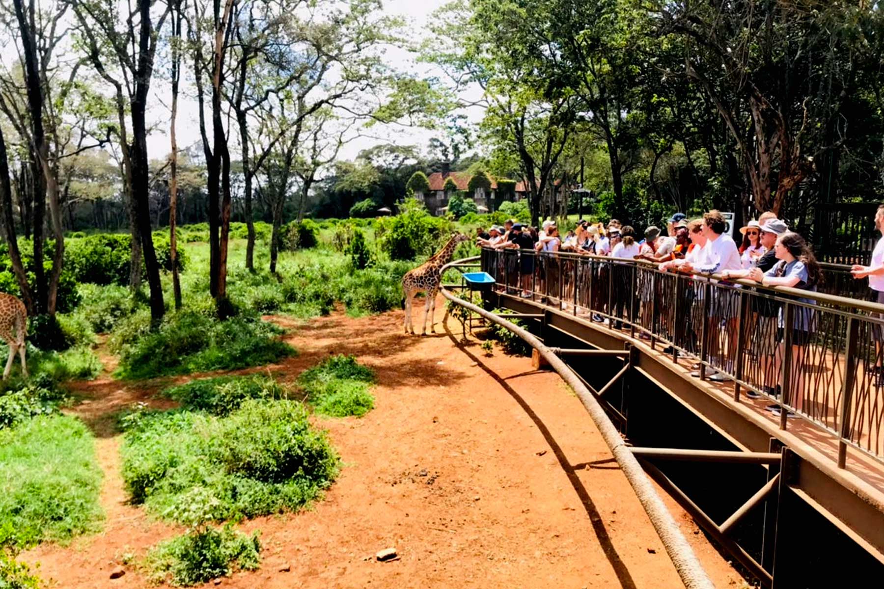 Giraffe Centre