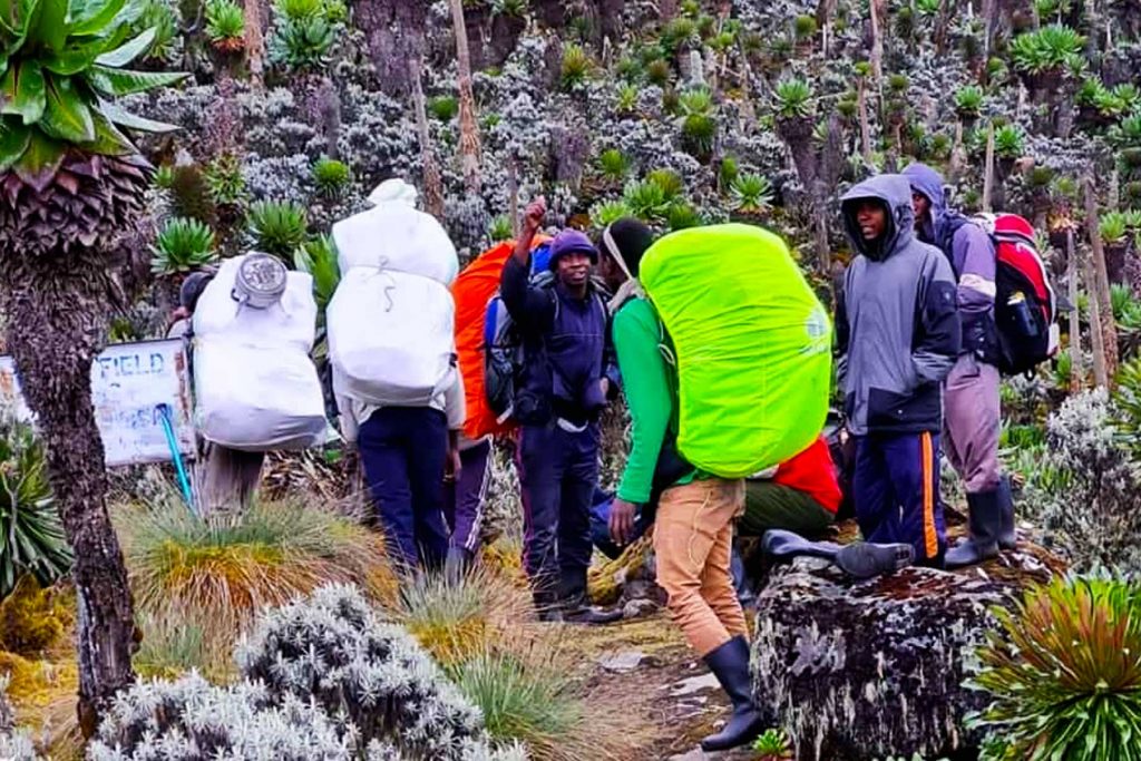 explore-the-majesty-of-mount-rwenzori-with-short-excursion-tours - Mountain Rwenzori Hiking and Gorilla Trekking Adventure