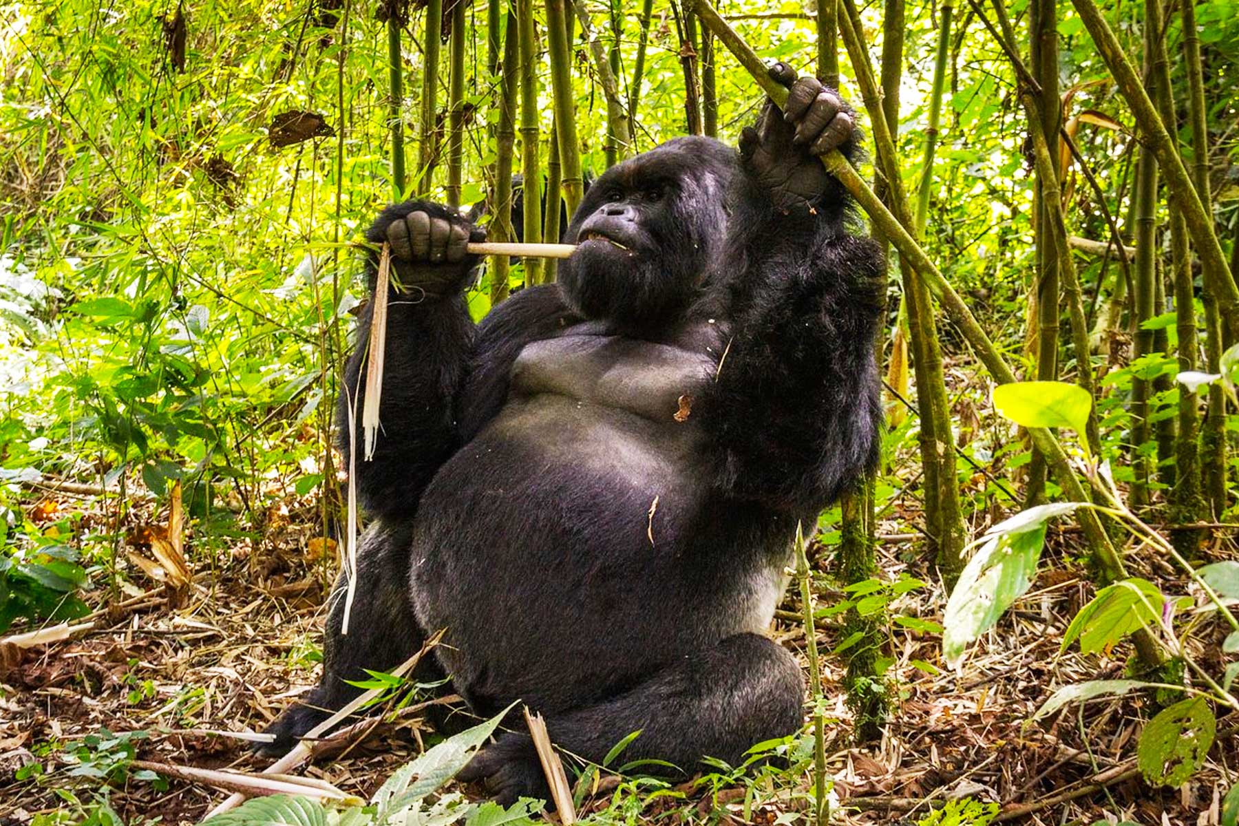 Kahuzi Biega National Park