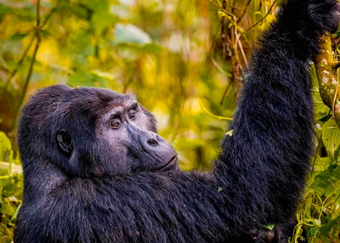 16-days-uganda-gorilla-trek-and-kenya-tanzania-big-5-wildlife-safari