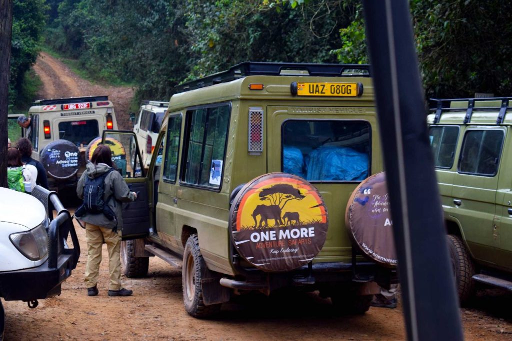 rwanda-uganda-gorilla-trekking-tours - Rwanda Safari Experience - Best Rwanda Safaris & Tour Holidays