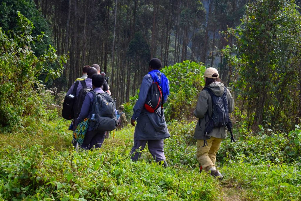 where-to-see-gorillas-in-africa