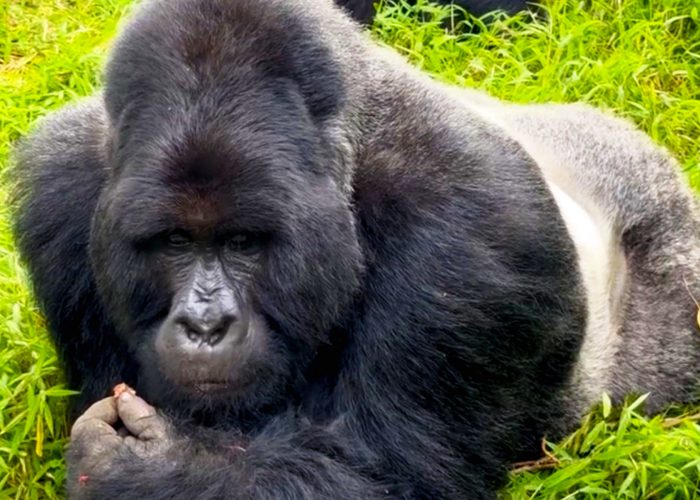 go-gorilla-trekking-in-uganda