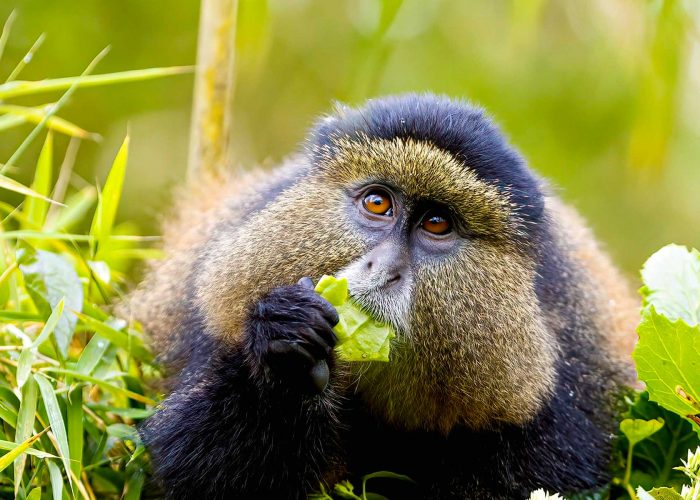 6-days-rwanda-golden-monkey-and-uganda-gorilla-trekking-safari