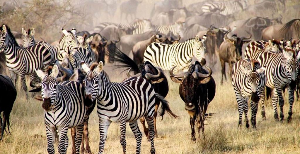 best-of-kenya-and-tanzania-combined-adventure-safari