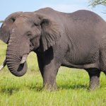 best-of-kenya-and-tanzania-combined-safari best-of-kenya-and-tanzania-combined-safari