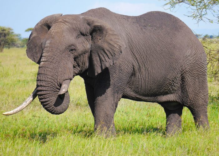 best-of-kenya-and-tanzania-combined-safari