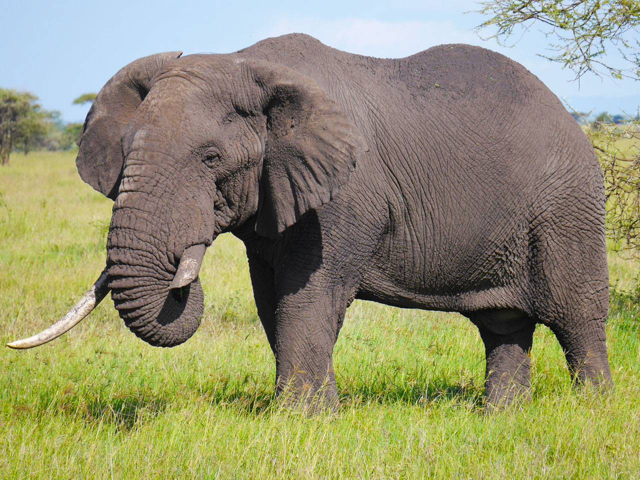 best-of-kenya-and-tanzania-combined-safari