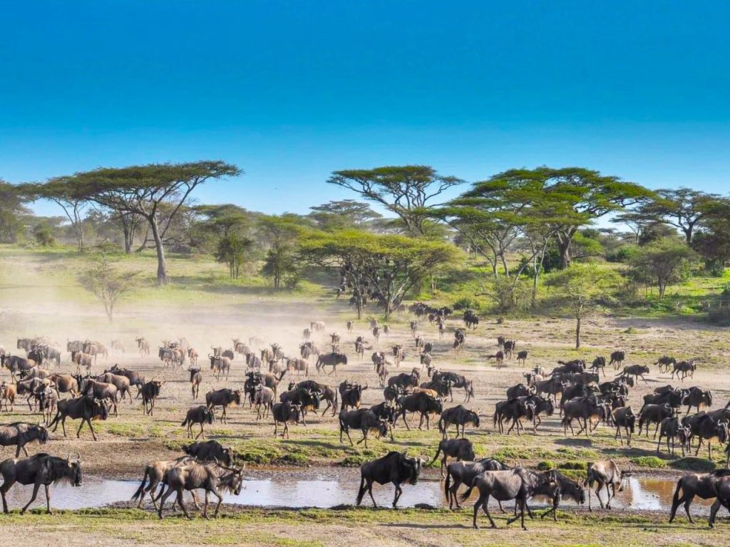 gorilla-trekking-and-wildebeest-migration-safari