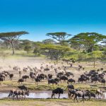gorilla-trekking-and-wildebeest-migration-safari gorilla-trekking-and-wildebeest-migration-safari