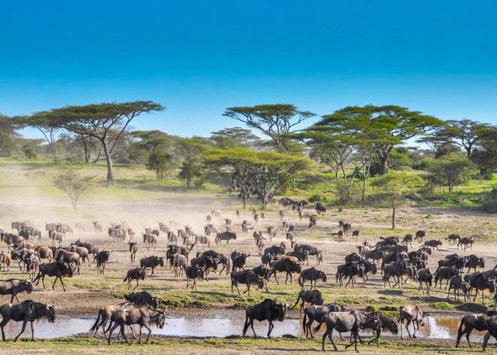 gorilla-trekking-and-wildebeest-migration-safari
