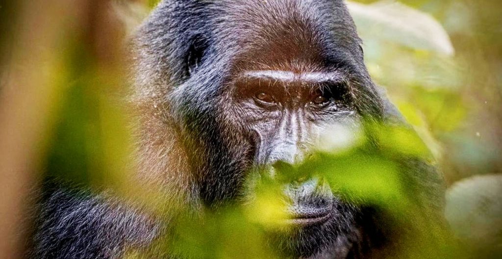 gorilla-trekking-safaris-and-wildebeest-migration-safari