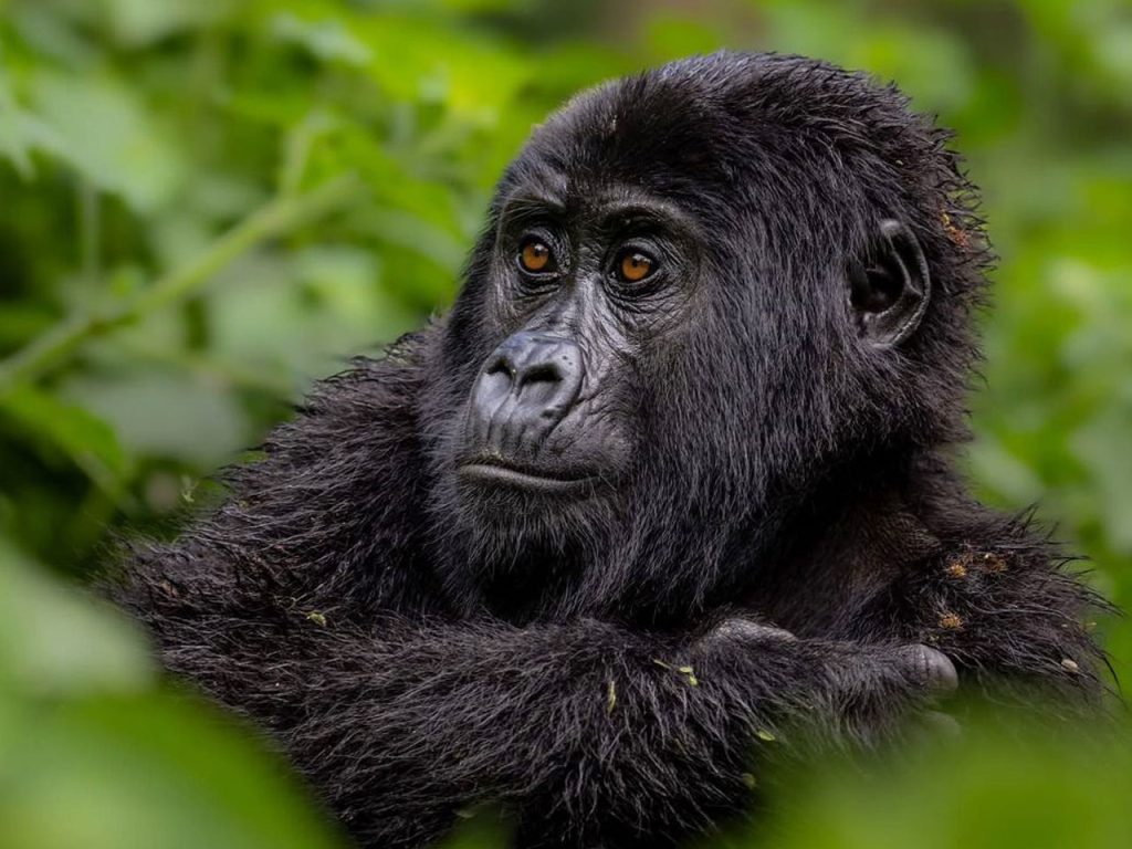 planning-a-gorilla-trekking-adventure-tour