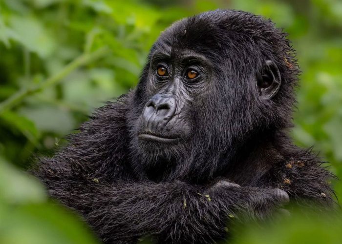 planning-a-gorilla-trekking-adventure-tour