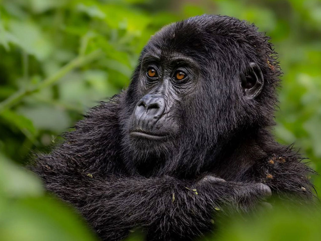 planning-a-gorilla-trekking-adventure-tour