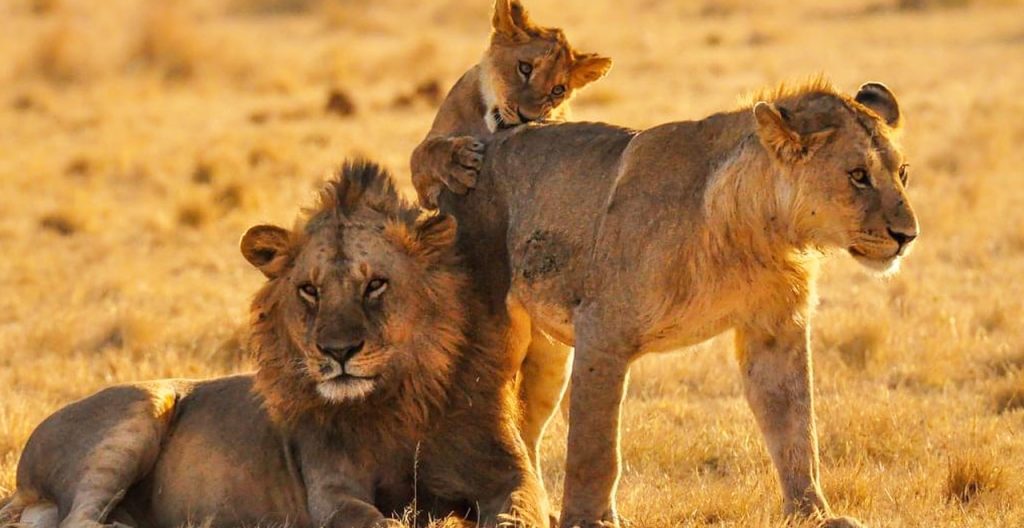 spotting-lions-on-kenya-tanzania-safari
