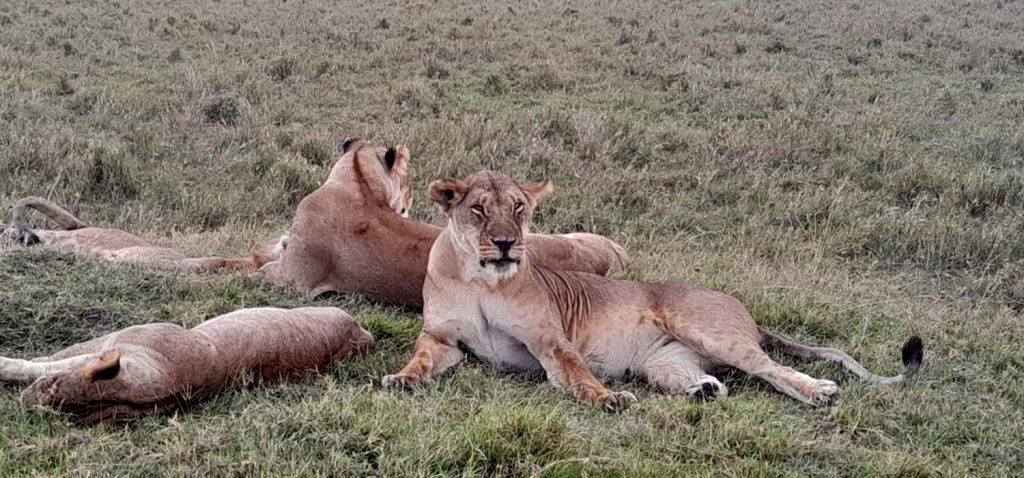 best-african-safari-with-one-more-adventure-safaris
