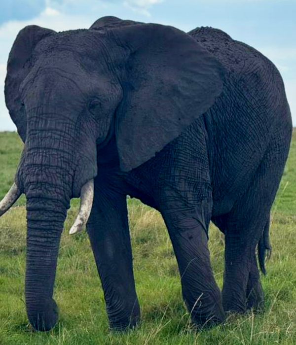 best-african-park-for-wildlife-safari