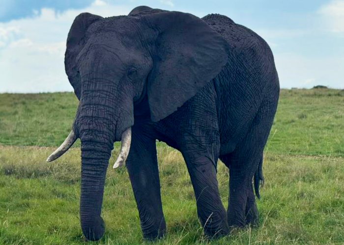 best-african-park-for-wildlife-safari