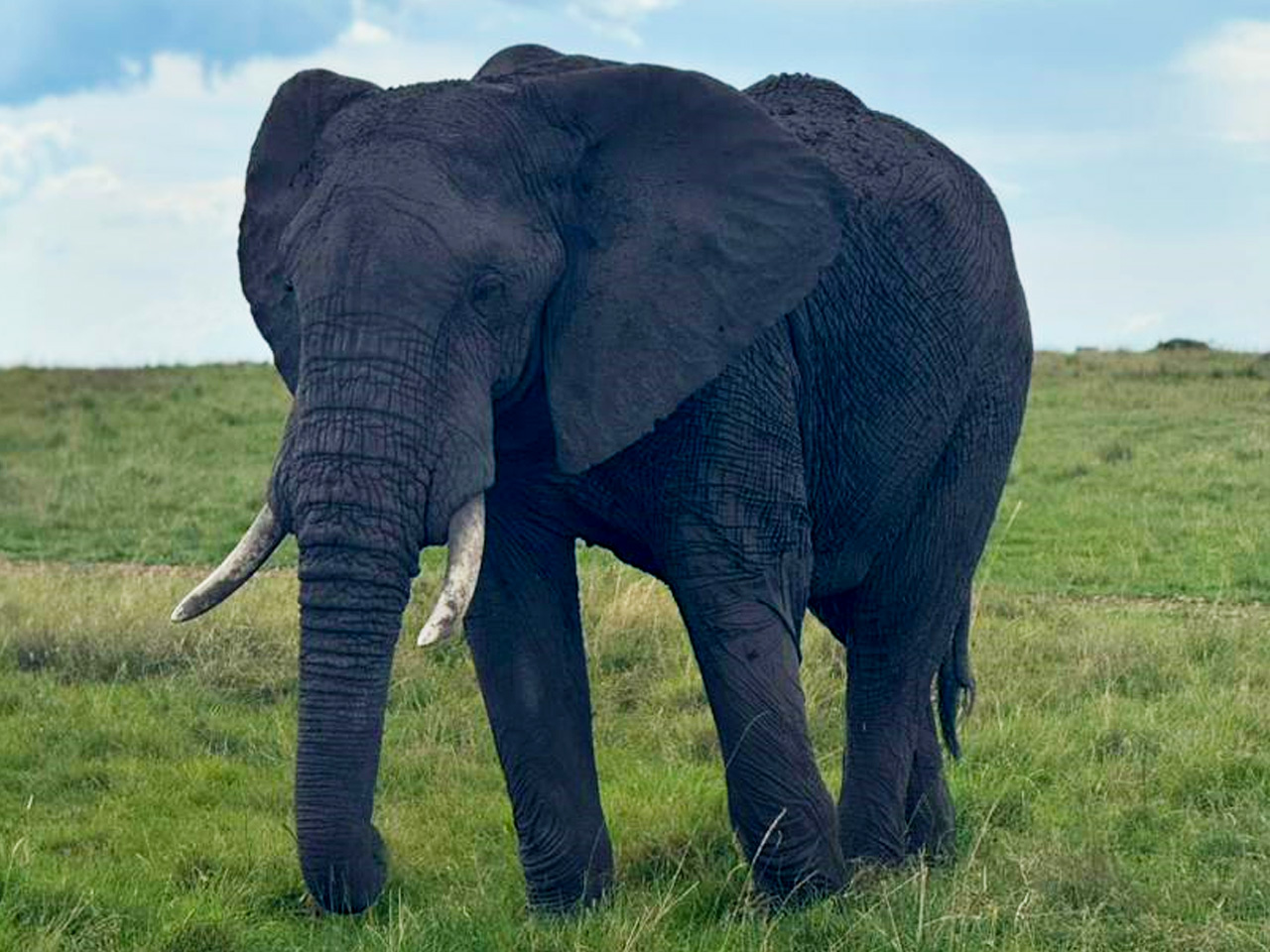 best-african-park-for-wildlife-safari