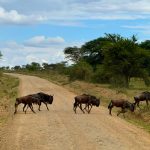 combined-masai-mara-reserve-and-serengeti-national-park-tour combined-masai-mara-reserve-and-serengeti-national-park-tour