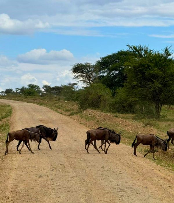 combined-masai-mara-reserve-and-serengeti-national-park-tour