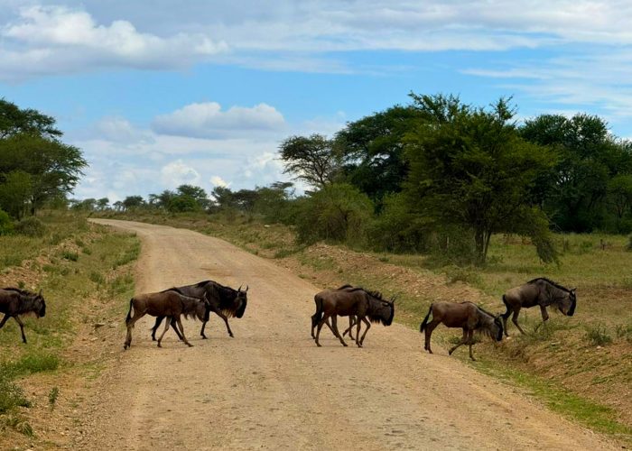 combined-masai-mara-reserve-and-serengeti-national-park-tour