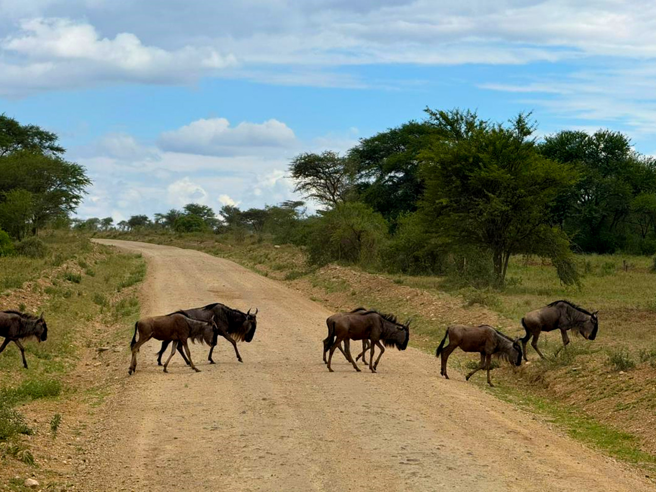 combined-masai-mara-reserve-and-serengeti-national-park-tour